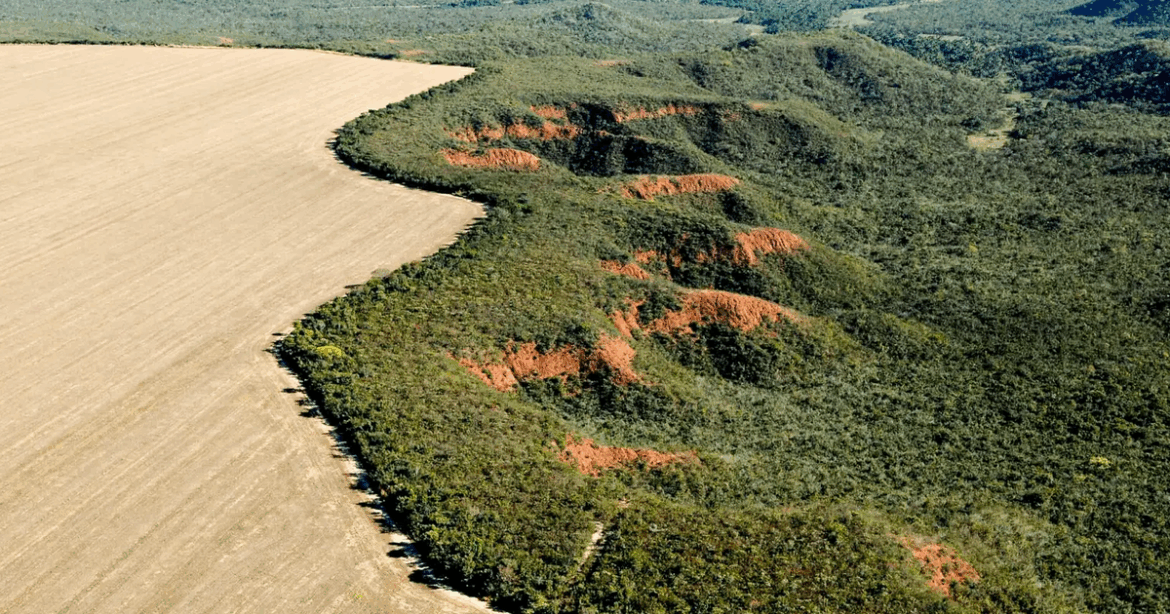 Brazil: Chicken products sold in Europe still connected to soy sourced from deforested lands; incl. companies' comments