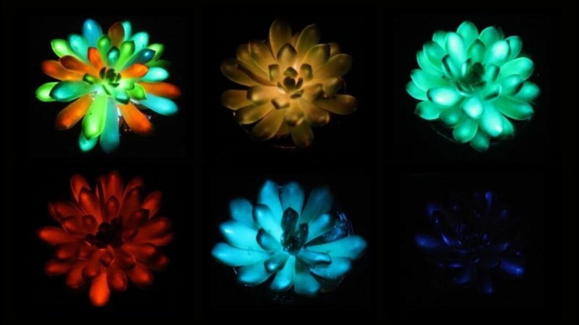 暗闇でカラフルに光る多肉植物、中国の科学者が開発　太陽光で充電可能 - CNN.co.jp