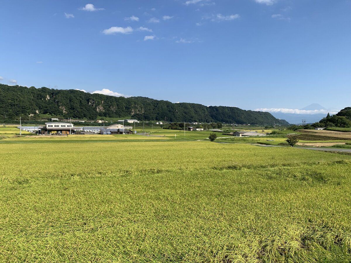 米どころ・山梨県韮崎市で、黄金色の田んぼと富士山の競演を楽しむ! お米にまつわるふるさと納税返礼品も