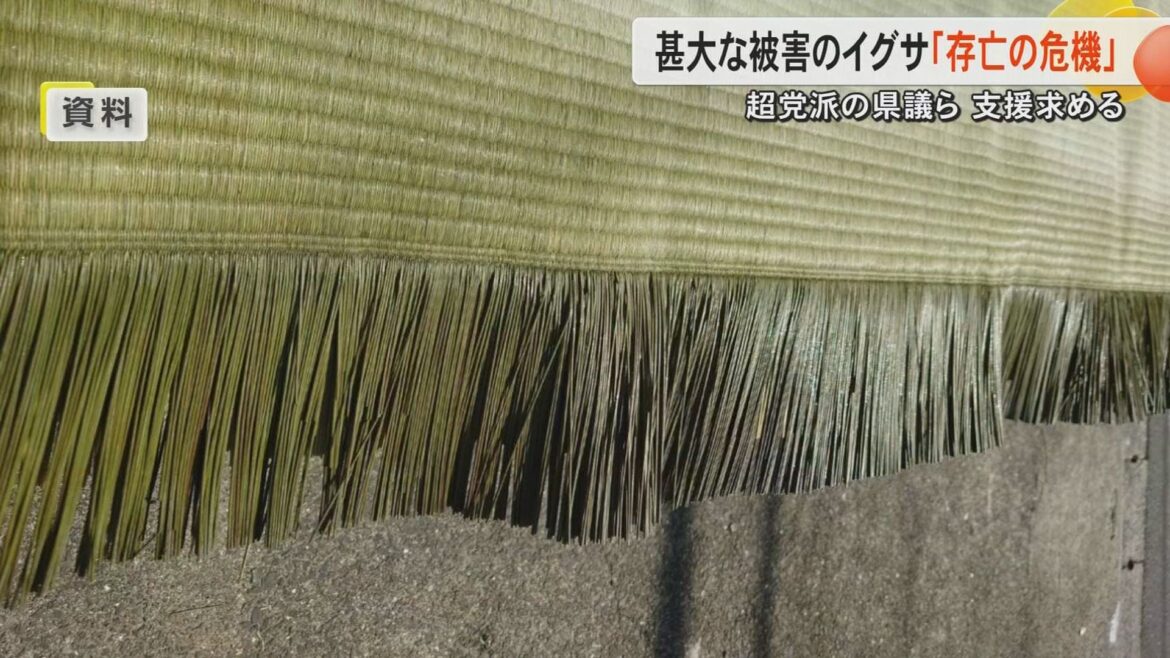【記録的大雨】生産量全国トップの畳表のイグサも「まさに存亡の危機」熊本県内の農林水産関連の被害額が約400億円に(放送局のニュース ) - tenki.jp - tenki.jp