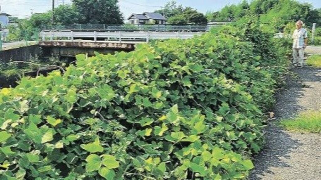 《群馬県9月補正予算案》河川の伐木に地域悲鳴 関係事業費で1億7000万円を計上 | 上毛新聞電子版｜群馬県のニュース・スポーツ情報 - 上毛新聞電子版