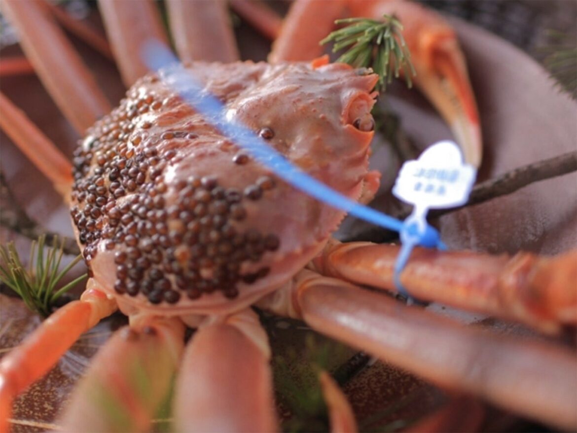 海の京都でカニづくし！6つの宿で堪能する多彩なカニ料理／京都府京丹後市 夕日ヶ浦温泉 佳松苑グループ | NEWSCAST