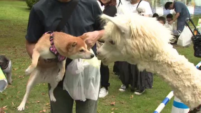 アルパカとのふれあいも…『動物愛護フェスティバル』親子連れ等がペットや動物についての理解深める 金沢