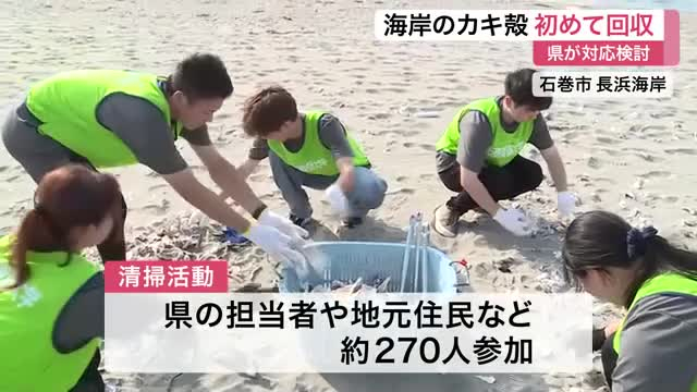 石巻市の海岸にカキ殻大量漂着 宮城県が初の清掃活動実施 県の担当者や地元住民など約２７０人参加