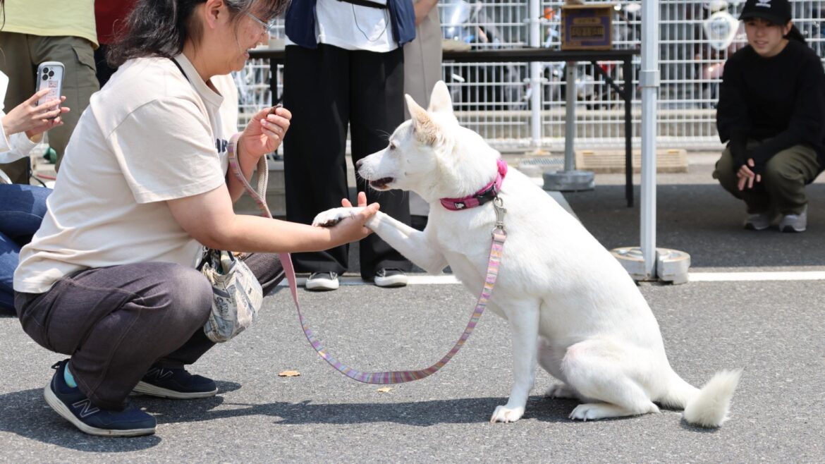【東広島市】保護犬猫譲渡会10/19 わんこ「腕立て伏せ」「お手・おかわり」選手権 エントリー開始！（門田聖子） - エキスパート