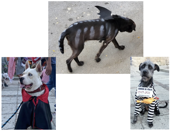 【写真7～9】オアハカ 仮装する犬