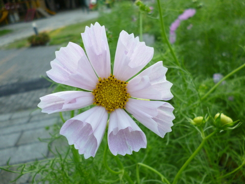 京都府立植物園　シーシェル混合