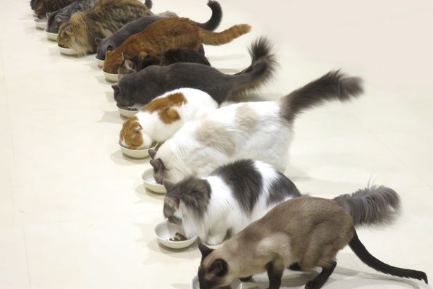 多頭飼育、沖縄は25件　動物愛護週間　該当者は届け出を