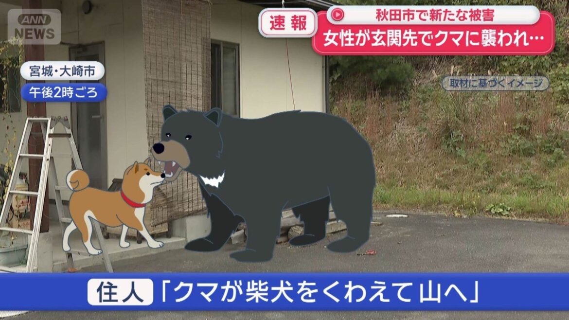 【速報】女性が玄関先でクマに襲われ… 秋田市で新たな被害 【速報】女性が玄関先でクマに襲われ… 秋田市で新たな被害