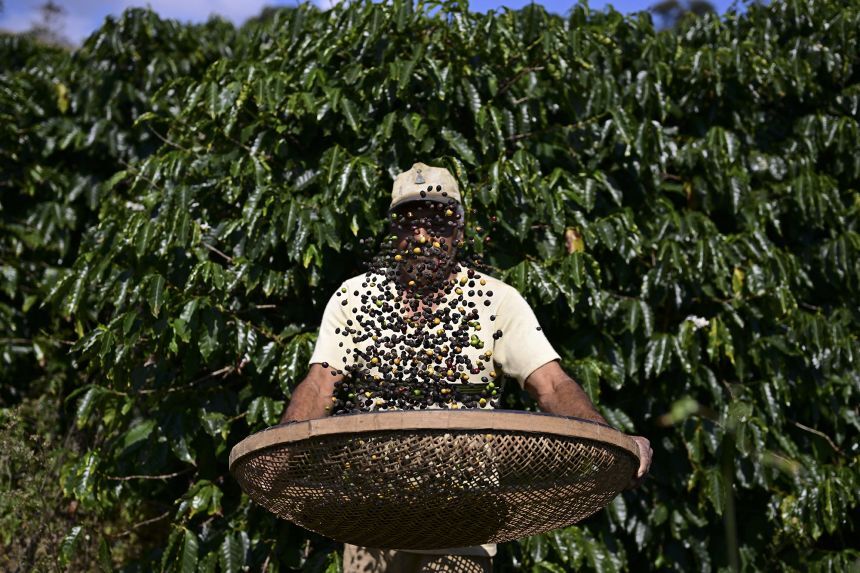 コーヒー豆を収穫する男性＝ブラジル・リオデジャネイロ州/Pablo Porciuncula/AFP/Getty Images