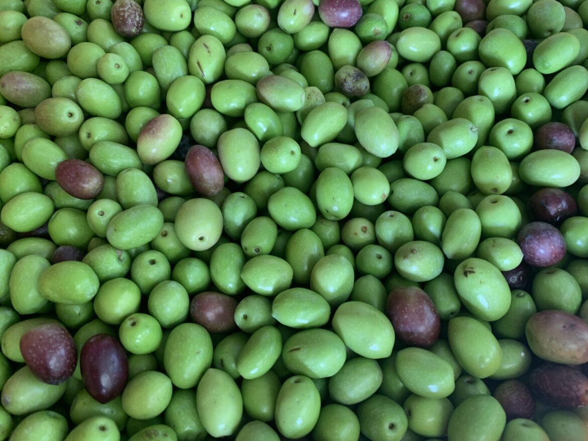 【香川県の木】県産オリーブ収穫中 丁寧に手摘みで作り上げる和のオリーブオイル | かがわ経済ニュース｜経レポオンライン