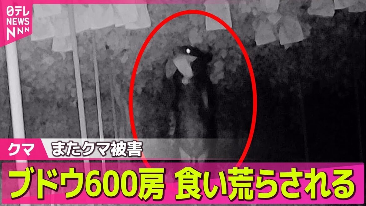 【クマ】ブドウ600房　食い荒らされる　またクマ被害 / クマが“高級ブドウ”食い荒らす一晩で約50房── ニュースライブ（日テレNEWS LIVE）