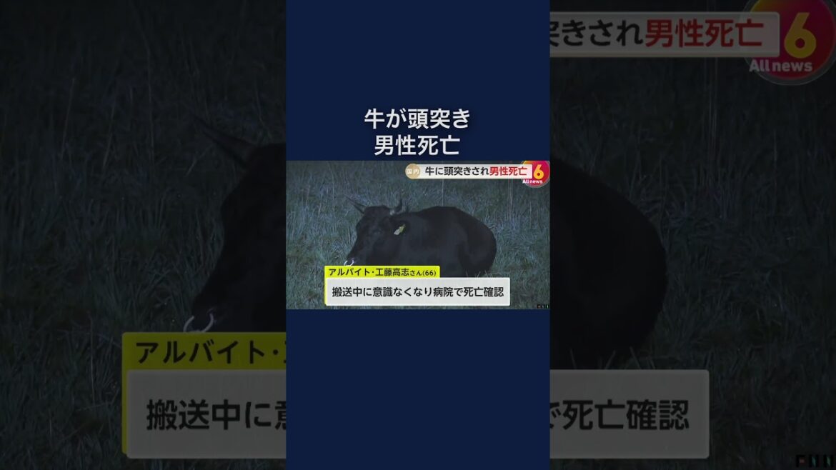 牛舎で牛の頭突き受けたか…アルバイト男性（66）死亡　救急隊員に「牛に背中を頭突きされて転倒」と説明も　青森・つがる市#shorts