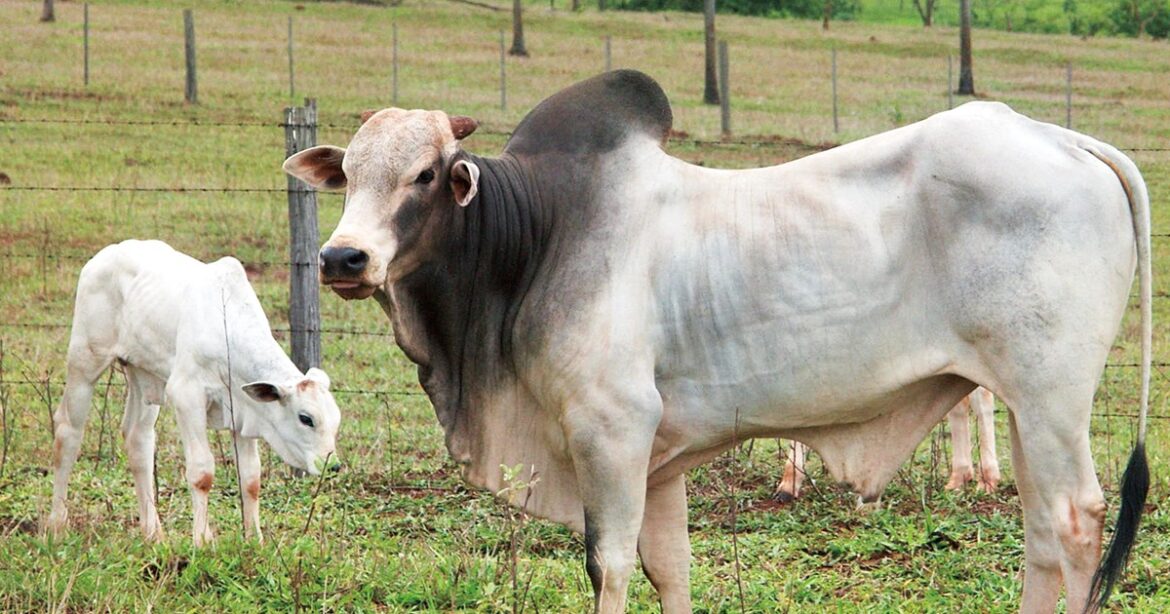 ワールドウオッチ:トランプ関税に揺れるブラジル食肉業界 美代賢志 | 週刊エコノミスト Online ワールドウオッチ:トランプ関税に揺れるブラジル食肉業界 美代賢志 | 週刊エコノミスト Online
