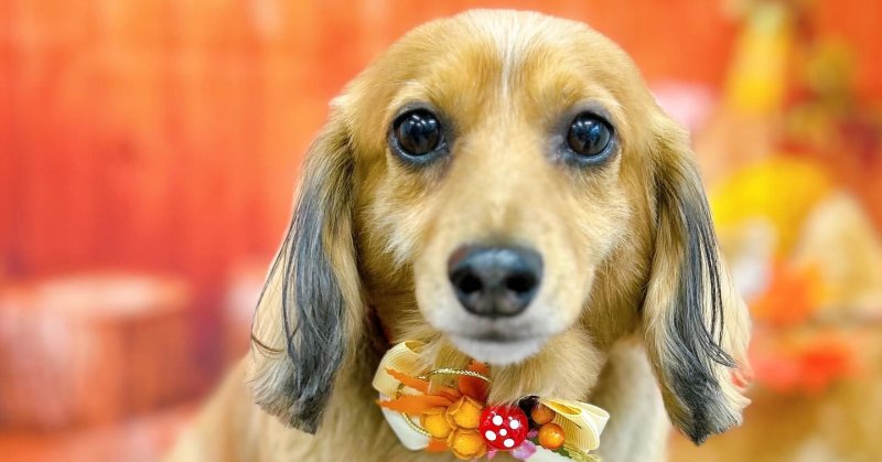 (( 2025.10.16 ))本日ご来店のモデルちゃん🐶いつもご来店頂き有難うございます🤲🏻….☎︎024-503-0279予約…(2025.10.16) | 福島市のトリミングサロン 犬の美容室Poo(プー)│トリミング・ペットホテル・南福島・ペット (( 2025.10.16 ))本日ご来店のモデルちゃん🐶いつもご来店頂き有難うございます🤲🏻....☎︎024-503-0279予約...(2025.10.16) | 福島市のトリミングサロン 犬の美容室Poo(プー)│トリミング・ペットホテル・南福島・ペット