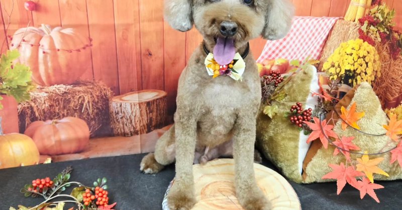 (( 2025.10.17 ))本日ご来店のモデルくん🐶Acocoシャンプーを使用してしっとりさらさらになりました!いつもご来店頂き有難…(2025.10.17) | 福島市のトリミングサロン 犬の美容室Poo(プー)│トリミング・ペットホテル・南福島・ペット (( 2025.10.17 ))本日ご来店のモデルくん🐶Acocoシャンプーを使用してしっとりさらさらになりました!いつもご来店頂き有難...(2025.10.17) | 福島市のトリミングサロン 犬の美容室Poo(プー)│トリミング・ペットホテル・南福島・ペット