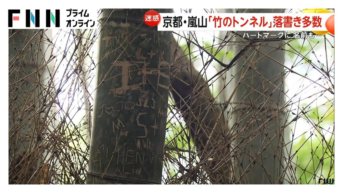 京都・嵐山の「竹林の小径」に落書き多数…ハートマークや名前が彫られる　300本以上の竹に傷か