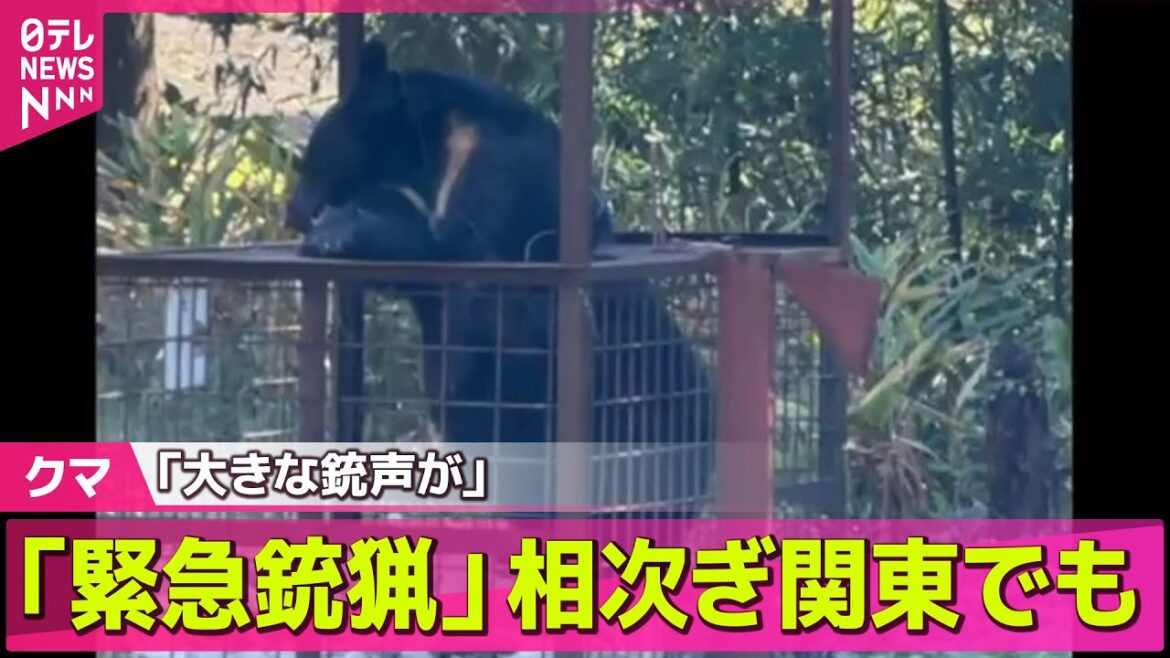 【クマ】秋田で4人襲われ男性1人死亡 クマ「緊急銃猟」相次ぎ関東でも 札幌の公園では子グマ2頭駆除── ニュースまとめ (日テレNEWS LIVE) 【クマ】秋田で4人襲われ男性1人死亡 クマ「緊急銃猟」相次ぎ関東でも 札幌の公園では子グマ2頭駆除── ニュースまとめ (日テレNEWS LIVE)
