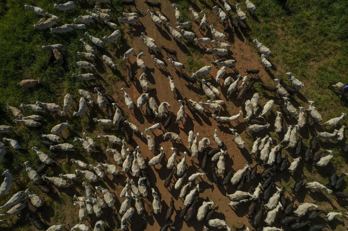 日本のブラジル産牛肉輸入解禁、「実現間近」-ファバロ農相 – Bloomberg 日本のブラジル産牛肉輸入解禁、「実現間近」-ファバロ農相 - Bloomberg