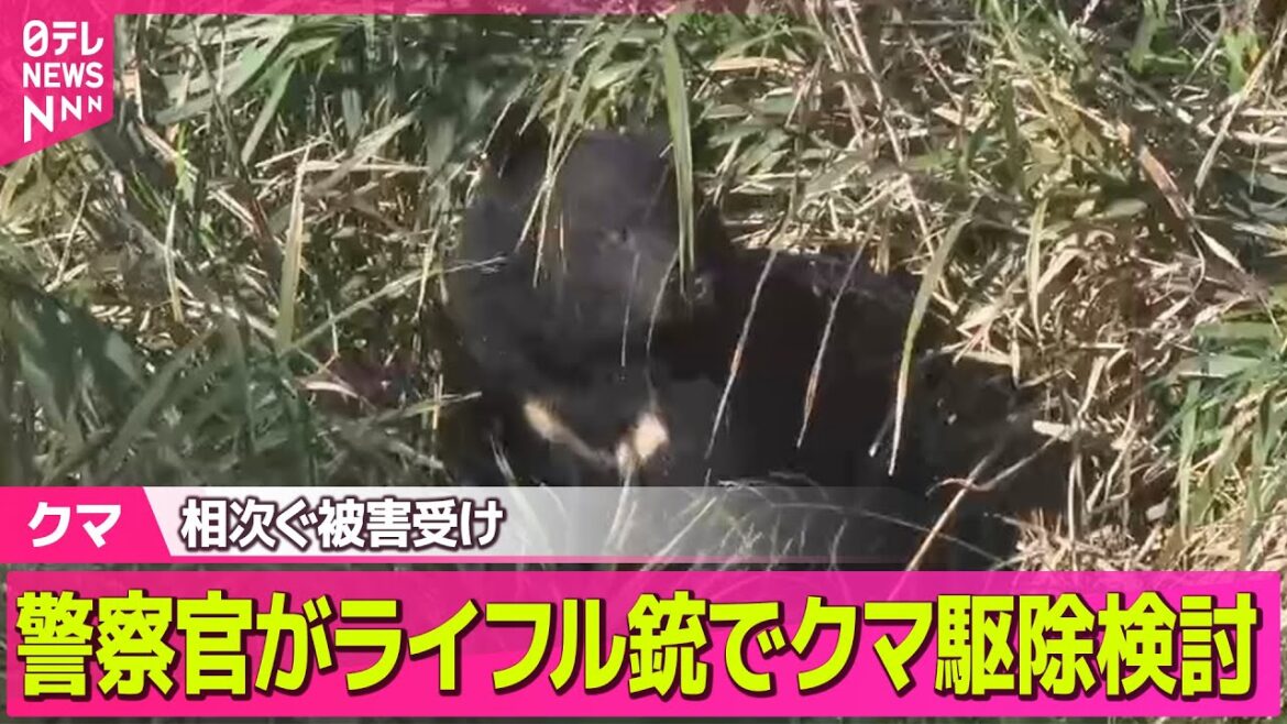 【クマ】相次ぐクマ被害受け、警察官がライフル銃でクマ駆除検討  来週担当者が現地へ ── 社会ニュースまとめ （日テレNEWS LIVE）