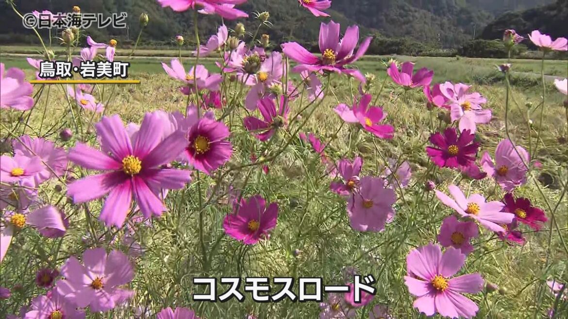 日本海テレビ