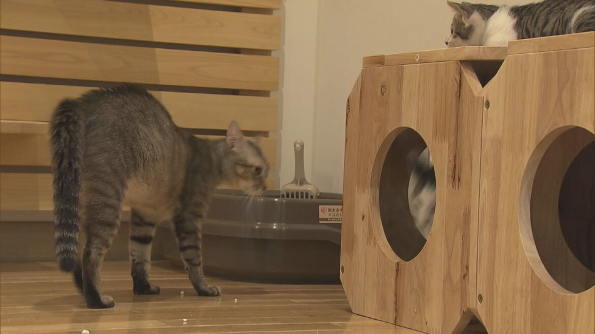 動物愛護センター「あいくる」オープン “会いに来る”“愛が来る”「動物の命をつないでいく」 施設に 愛知・豊橋市（CBCテレビ） - Yahoo!ニュース