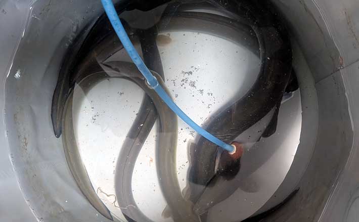 宮川の投げ釣りで良型ウナギ4匹キャッチ!【三重】潮の変化と仕掛け工夫が奏功 | TSURINEWS 宮川の投げ釣りで良型ウナギ4匹キャッチ!【三重】潮の変化と仕掛け工夫が奏功