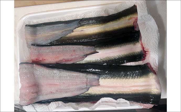 宮川の投げ釣りで良型ウナギ4匹キャッチ!【三重】潮の変化と仕掛け工夫が奏功