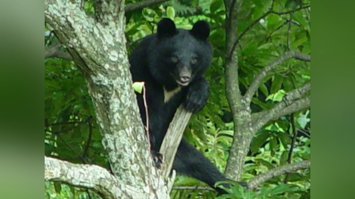 両手で頭を覆い身を守った女性、背後からクマが覆いかぶさる…山形県飯豊町の自宅敷地で - 読売新聞オンライン