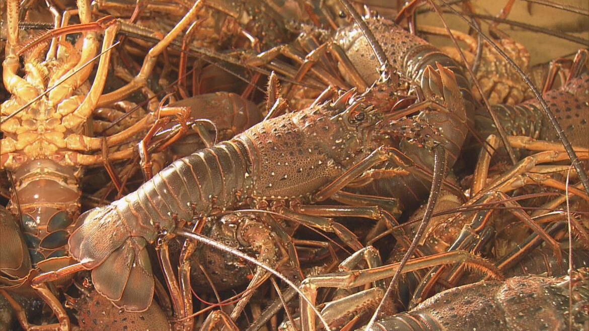 伊勢エビ激減で“超高級食材”に 海水温上昇や台風などの影響で… 漁師は「違う商売考えないと」 三重・志摩市(CBCテレビ) – Yahoo!ニュース 伊勢エビ激減で“超高級食材”に 海水温上昇や台風などの影響で… 漁師は「違う商売考えないと」 三重・志摩市(CBCテレビ) - Yahoo!ニュース