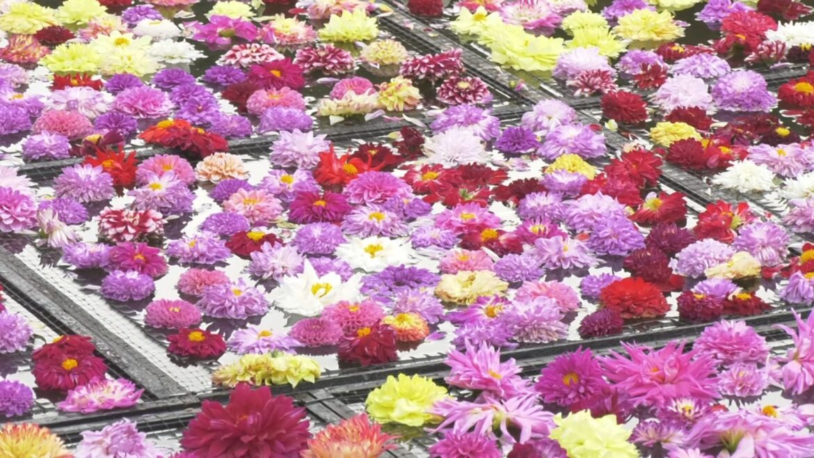 池一面を埋め尽くす10万輪のダリア 秋の恒例イベント始まる 　島根県松江市（BSS山陰放送） - Yahoo!ニュース