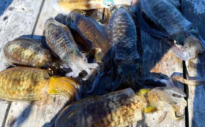 【沖のルアー釣果速報】伊勢湾キャスティングゲームでサワラ&サゴシ連発!(三重・愛知)