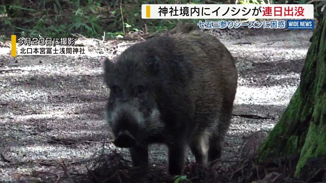 富士山世界遺産の神社でイノシシ出没相次ぐ 七五三シーズンに困惑 北口本宮冨士浅間神社 山梨(YBS山梨放送) – Yahoo!ニュース 富士山世界遺産の神社でイノシシ出没相次ぐ 七五三シーズンに困惑 北口本宮冨士浅間神社 山梨(YBS山梨放送) - Yahoo!ニュース