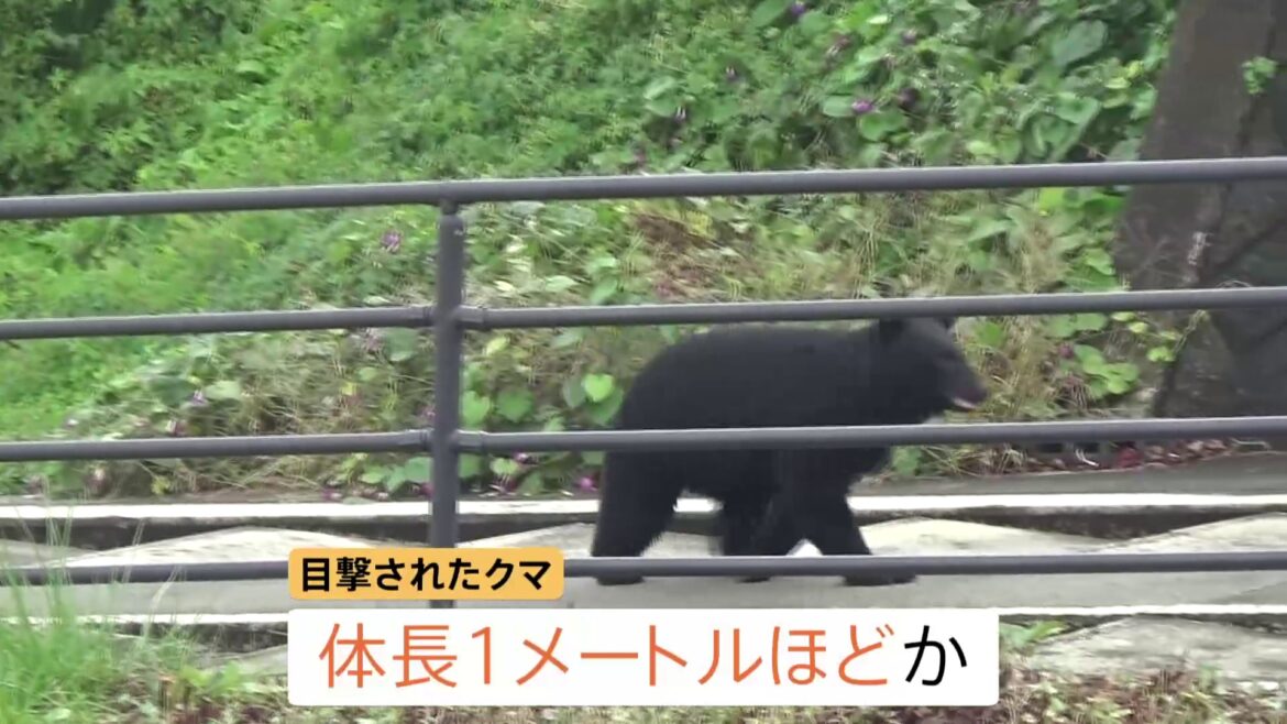 山形でクマの出没相次ぐ 山形市の東海大山形高校付近で目撃　南陽市の赤湯小学校付近でもクマ目撃、学校のガラス割られる被害も（TBS NEWS DIG Powered by JNN）