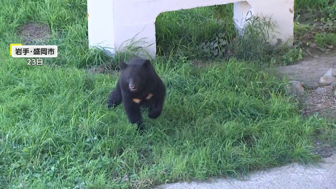 「人口多い地域周辺でもクマ目撃や被害」イギリス政府が日本渡航者に異例の注意喚起…1人で歩かないことやゴミの持ち帰り呼びかけ(FNNプライムオンライン(フジテレビ系)) – Yahoo!ニュース 「人口多い地域周辺でもクマ目撃や被害」イギリス政府が日本渡航者に異例の注意喚起…1人で歩かないことやゴミの持ち帰り呼びかけ(FNNプライムオンライン(フジテレビ系)) - Yahoo!ニュース