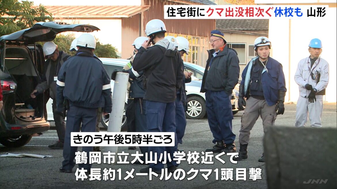 山形・鶴岡市の小学校近くでクマ目撃 行方わからず休校に 山形市でも目撃 今月だけで目撃件数が600件に迫る(TBS NEWS DIG Powered by JNN) 山形・鶴岡市の小学校近くでクマ目撃 行方わからず休校に 山形市でも目撃 今月だけで目撃件数が600件に迫る(TBS NEWS DIG Powered by JNN)