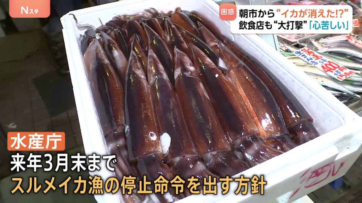 “庶民の味”スルメイカがとれすぎて…“イカの街”北海道・函館市から消えた!名物のイカ釣り堀は休業に 飲食店では代わりに“イカの王様”アオリイカが登場!(TBS NEWS DIG Powered by JNN) “庶民の味”スルメイカがとれすぎて…“イカの街”北海道・函館市から消えた!名物のイカ釣り堀は休業に 飲食店では代わりに“イカの王様”アオリイカが登場!(TBS NEWS DIG Powered by JNN)