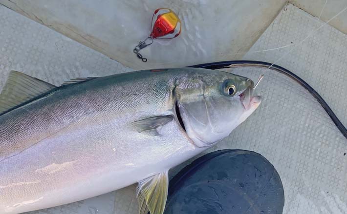 「台風明けの鳥羽沖で多魚種乱舞!」タテ釣りでハマチ&マトウダイ&ウッカリカサゴ好捕【三重】 | TSURINEWS 「台風明けの鳥羽沖で多魚種乱舞!」タテ釣りでハマチ&マトウダイ&ウッカリカサゴ好捕【三重】