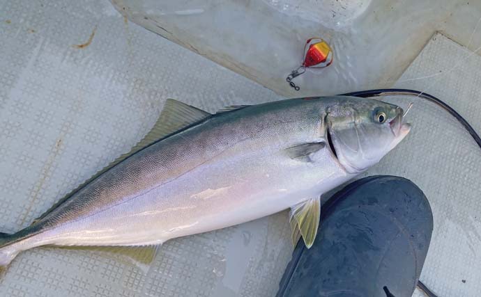 「台風明けの鳥羽沖で多魚種乱舞!」タテ釣りでハマチ&マトウダイ&ウッカリカサゴ好捕【三重】