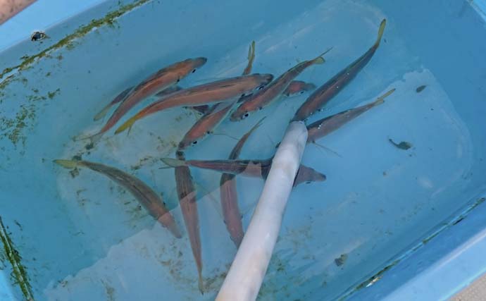 「台風明けの鳥羽沖で多魚種乱舞!」タテ釣りでハマチ&マトウダイ&ウッカリカサゴ好捕【三重】