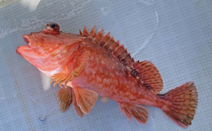 「台風明けの鳥羽沖で多魚種乱舞!」タテ釣りでハマチ&マトウダイ&ウッカリカサゴ好捕【三重】