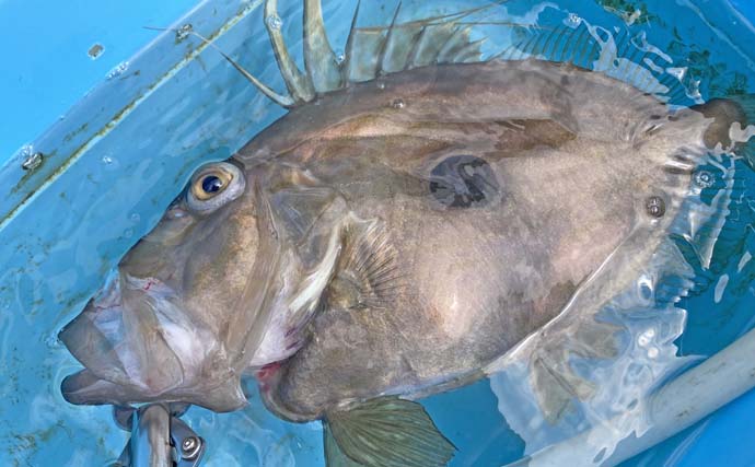 「台風明けの鳥羽沖で多魚種乱舞!」タテ釣りでハマチ&マトウダイ&ウッカリカサゴ好捕【三重】