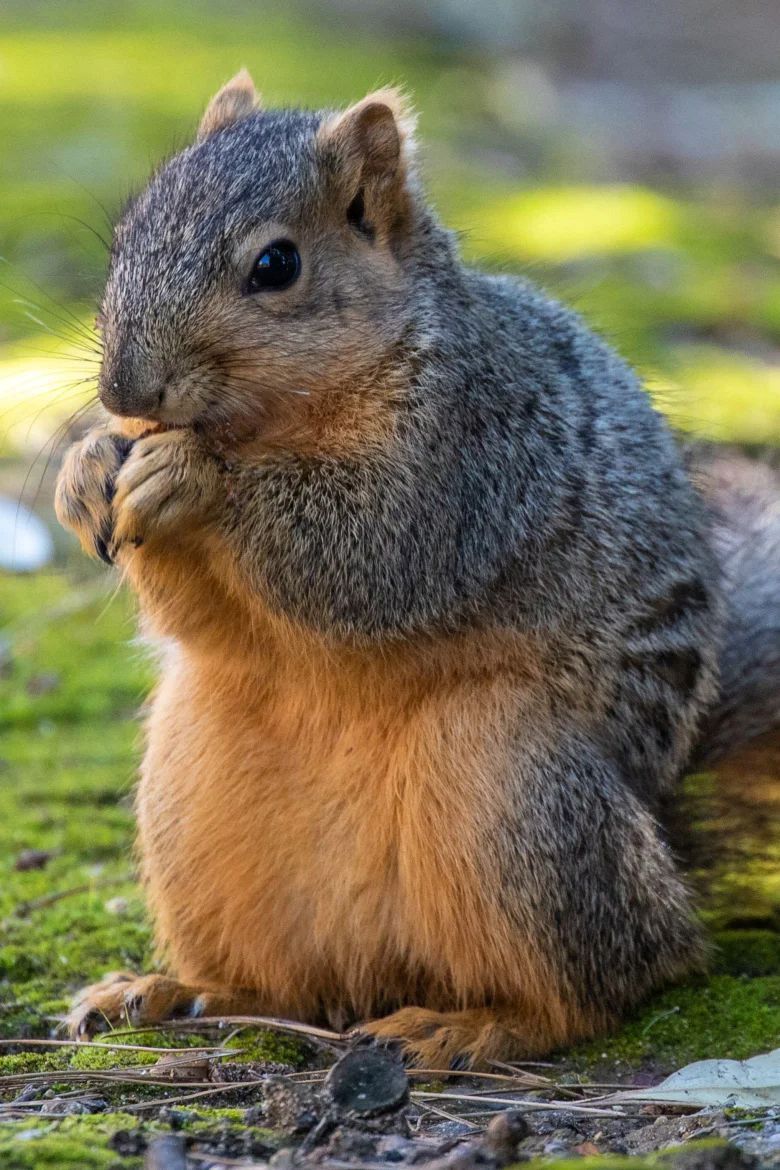 米カリフォルニア州の州立公園で種を食べるキツネリス/blickwinkel/Alamy Stock Photo