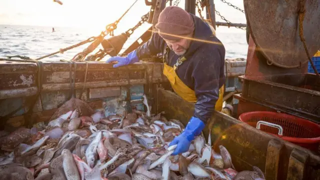 漁船の船内で、捕獲した大量の魚を調べる漁業従事者