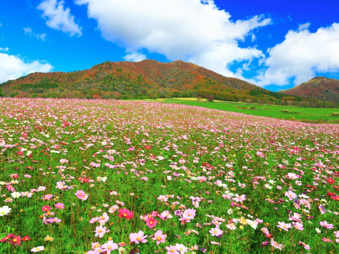 秋に行きたい「岡山県の絶景ドライブスポット」ランキング! 2位「蒜山高原周辺ルート」、1位は?【2025年調査】 – All About ニュース 秋に行きたい「岡山県の絶景ドライブスポット」ランキング! 2位「蒜山高原周辺ルート」、1位は?【2025年調査】 - All About ニュース