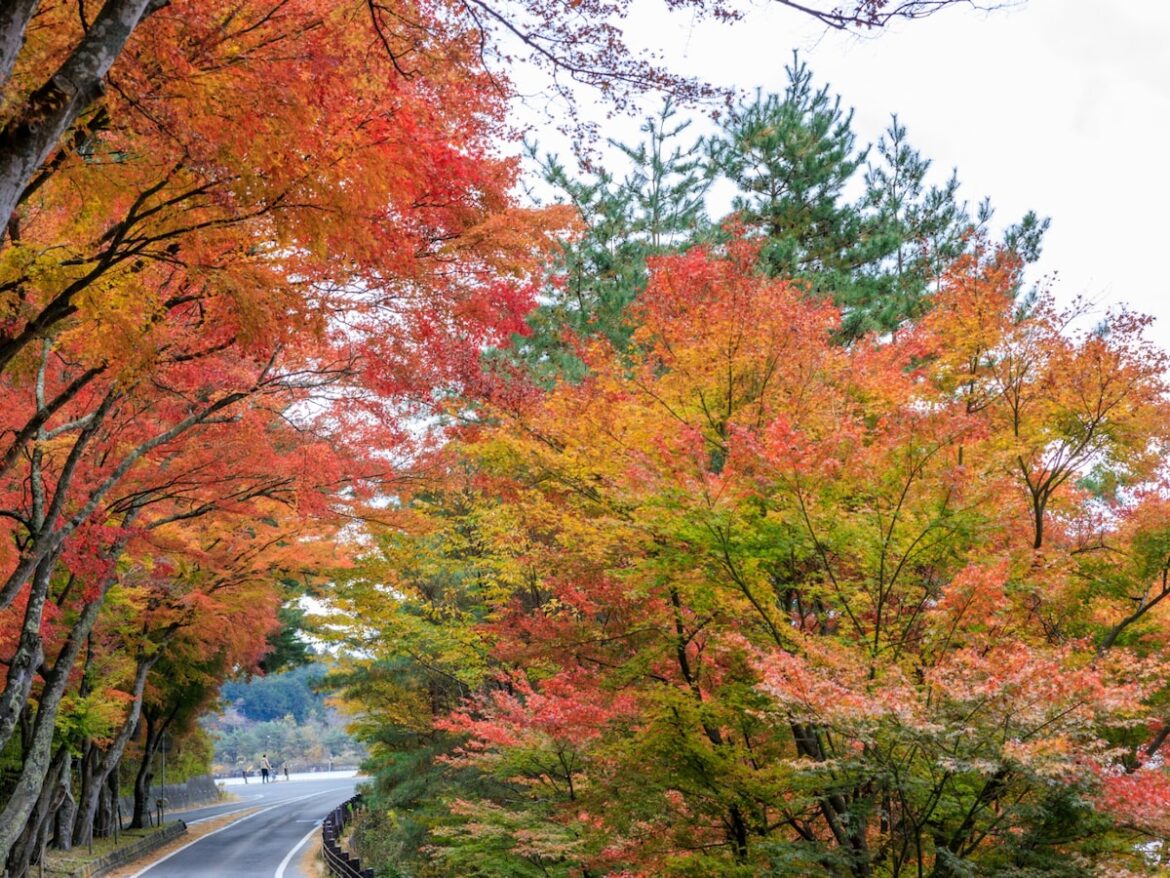 秋に行きたい「山梨県の絶景ドライブスポット」ランキング! 「河口湖周遊道路」を抑えた1位は? – All About ニュース 秋に行きたい「山梨県の絶景ドライブスポット」ランキング! 「河口湖周遊道路」を抑えた1位は? - All About ニュース