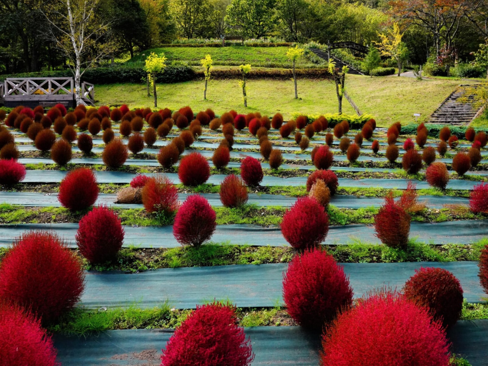 「秋に行きたいと思う岡山県の絶景スポット」ランキング