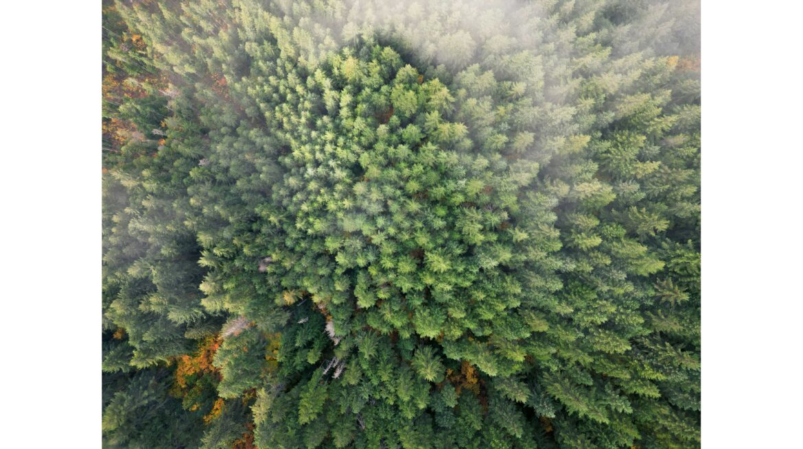 循環型経済の実現を牽引するカナダの木材のカスケード利用 | カナダ木質ペレット協会 循環型経済の実現を牽引するカナダの木材のカスケード利用 | カナダ木質ペレット協会