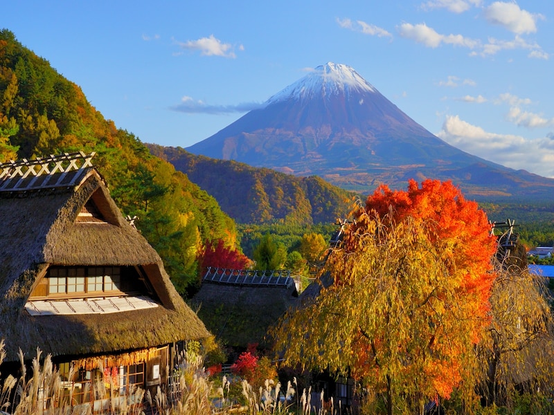 秋の西湖いやしの里根場 黄葉と茅葺き屋根越しに望む冠雪富士の画像