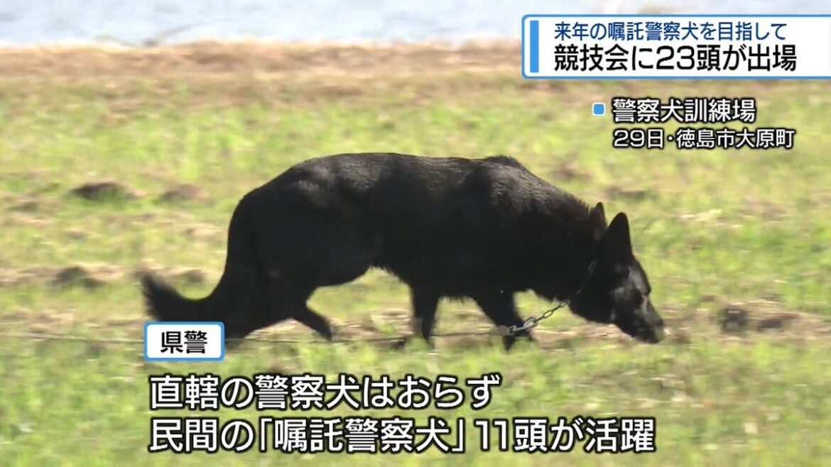 嗅覚頼りに遺留品捜索 県警が「嘱託警察犬」の競技会【徳島】(2025年10月30日掲載)|JRT NEWS NNN 共有